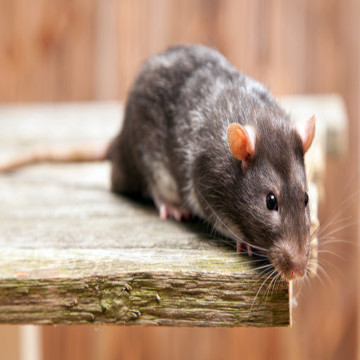 Rat & Mice Pest Control