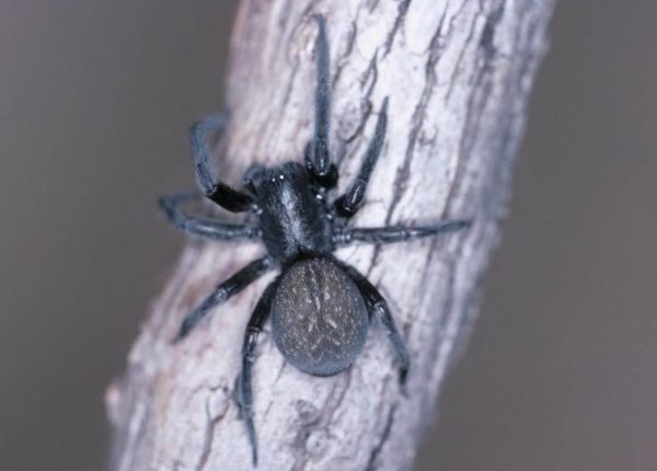 Spider Pest Control