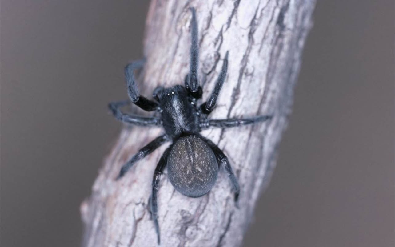 Spider Pest Control