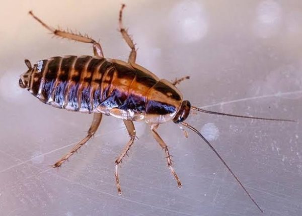 Cockroach Control