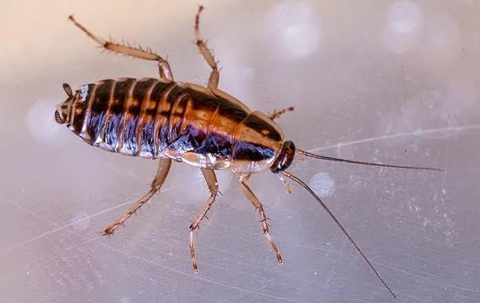 Cockroach Control